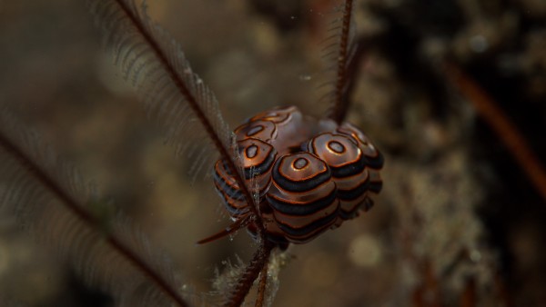 Donut Nudibranch 2 by Michael Brown